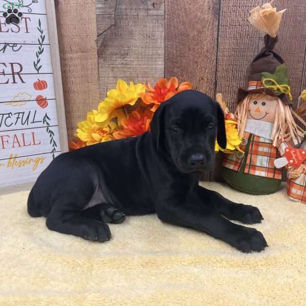 Black Birdie Melanistic, Doberman Pinscher Puppy